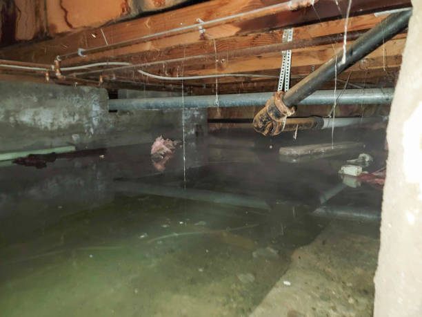 Best Carpet water damage restoration  in Kremmling, CO